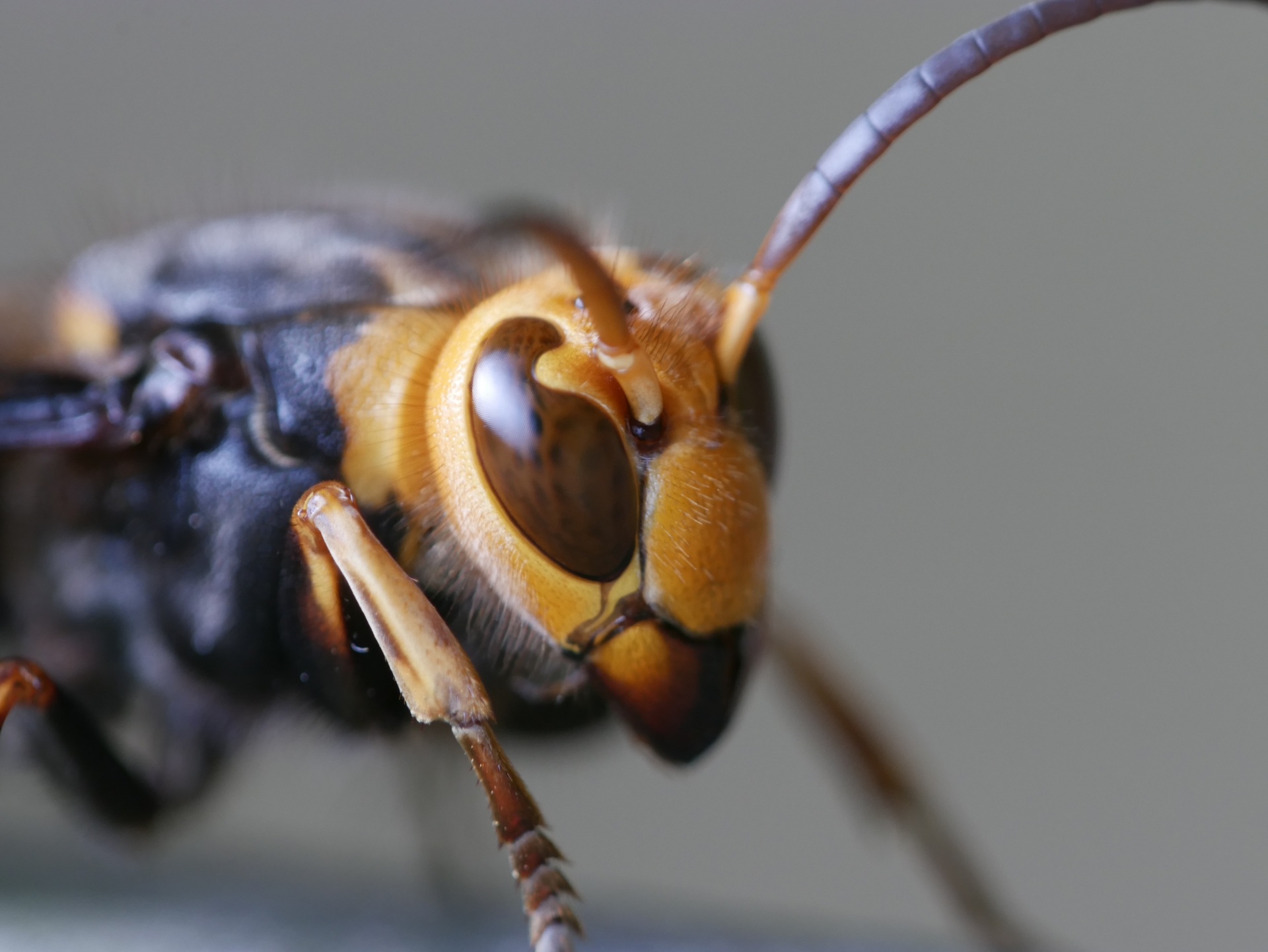 アップで撮影したコガタスズメバチ