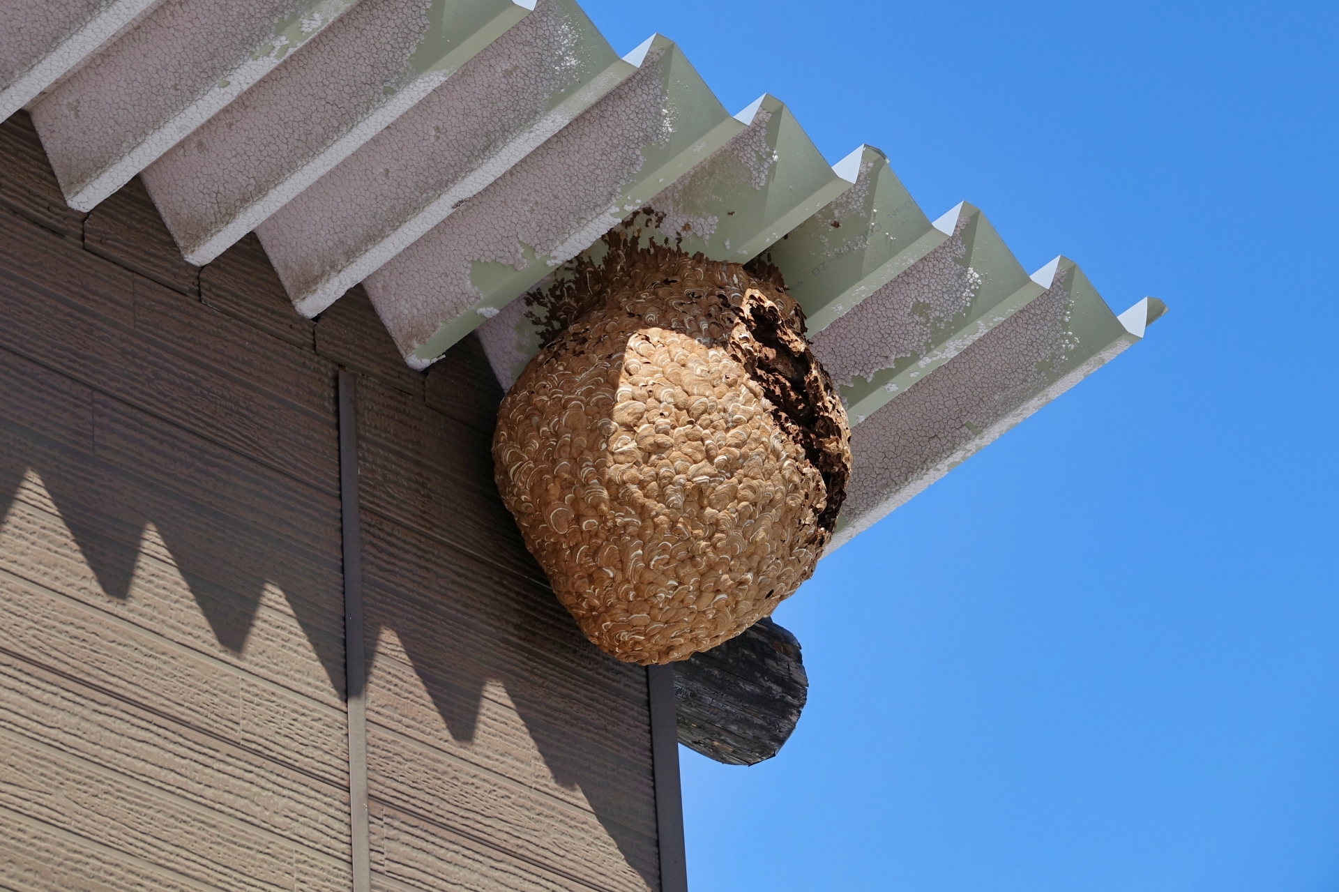 建物の軒下に作られた大型のスズメバチの巣。丸みを帯びた形状と層状の模様が特徴的で、外壁と屋根の間にしっかり固定されている。