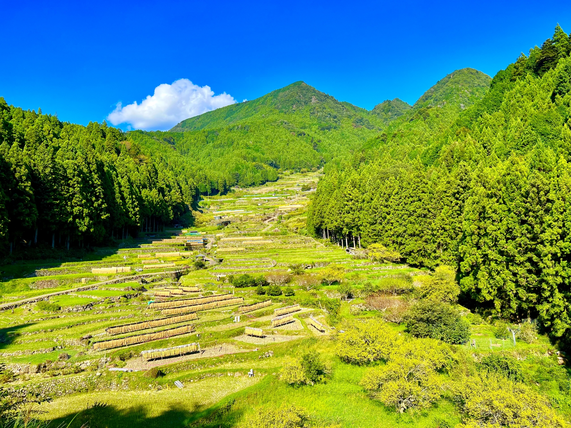 棚田のある風景と蜂の発生エリア(弥富市の暮らしに合わせた注意)