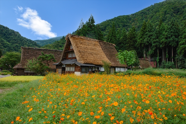古民家の屋根裏に潜んでいた蜂の巣